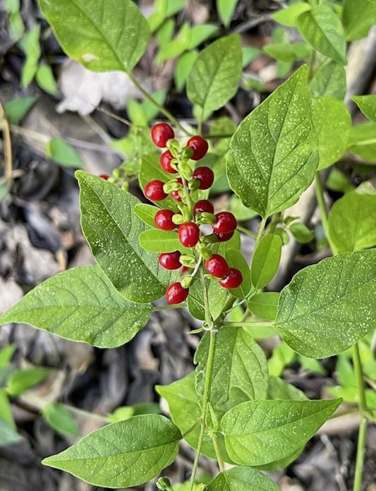 Limited Item- Wild Jamaican Dog Blood bush